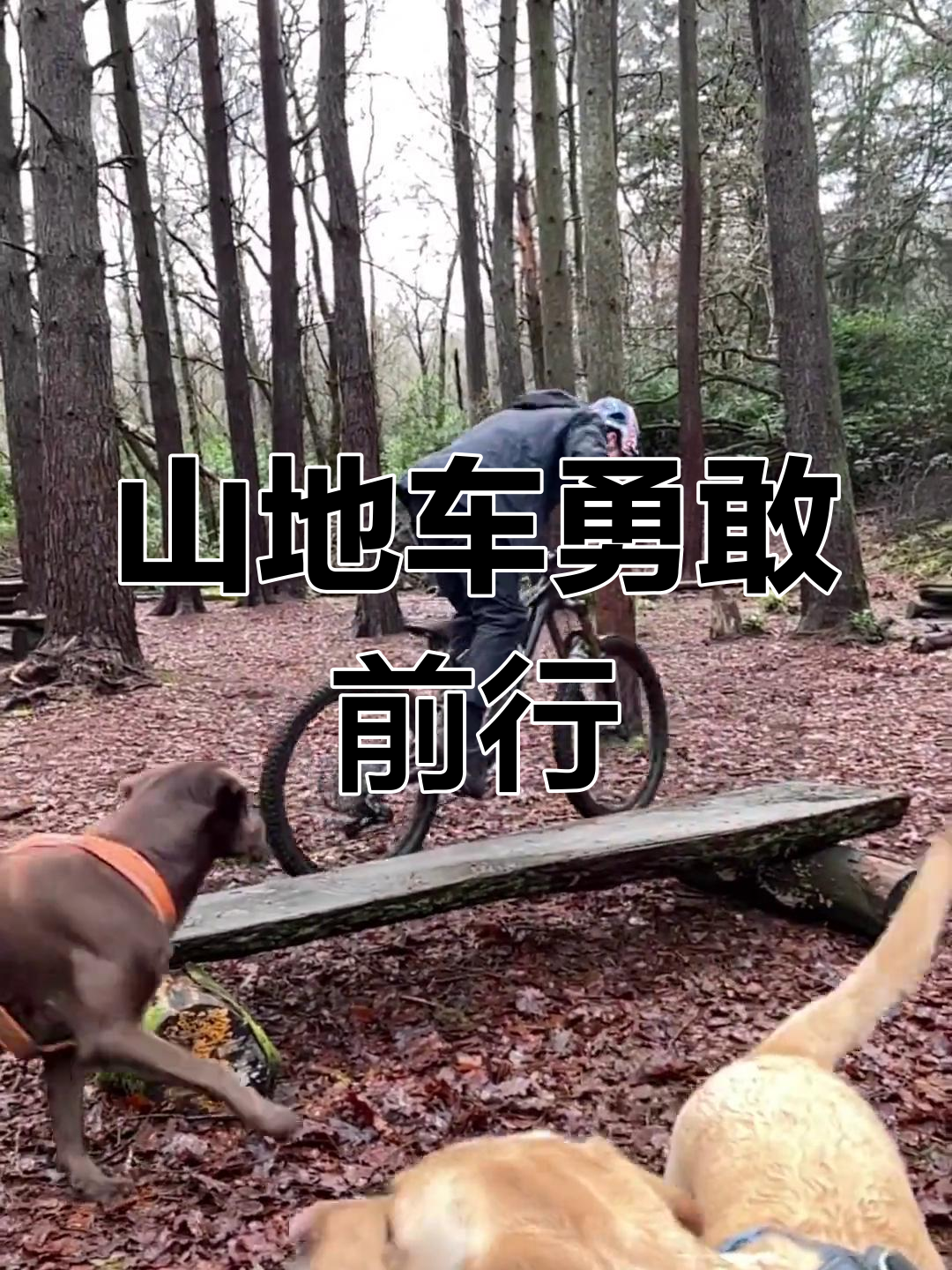 包含极限山地飞车挑战赛，速度与技巧的巅峰对决的词条